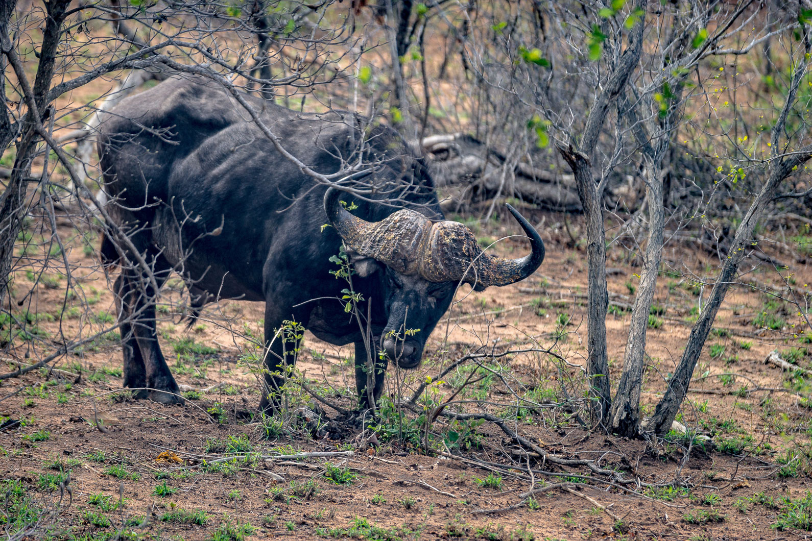 20161112 092531 Kaffernbüffel